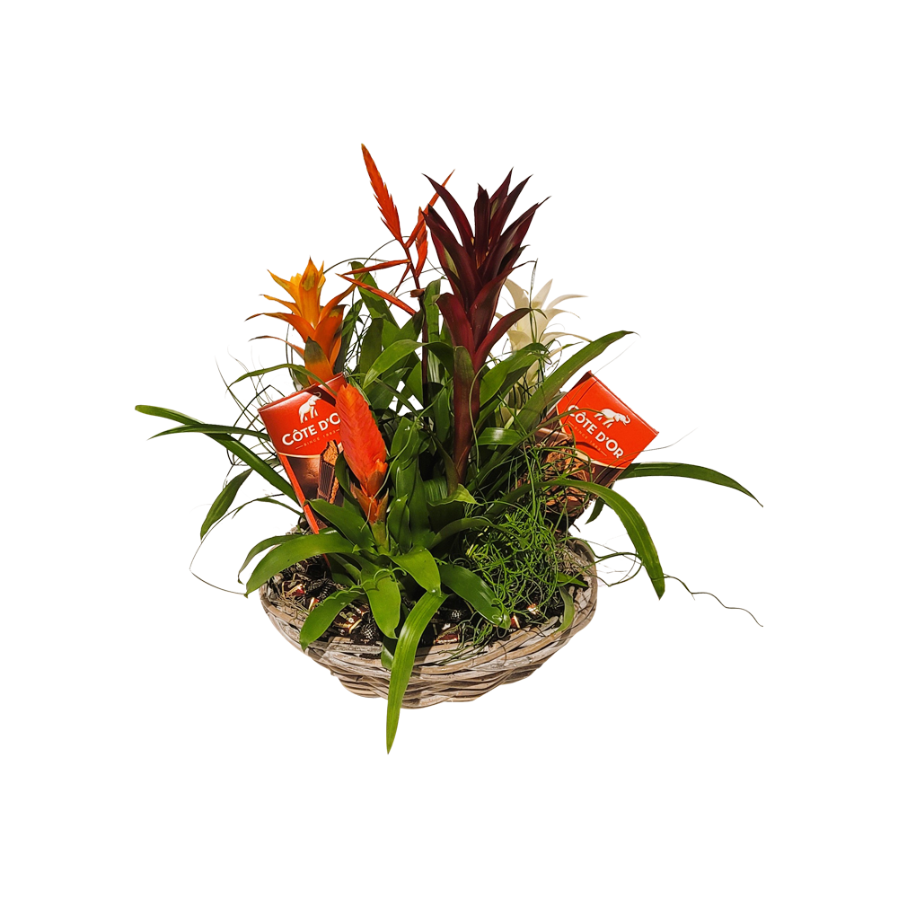 Planten - tropische planten - planten kado -cote dor - groen kado - bromelia mix - plantenschaal - floralicreations -bloemen bezorgen delftgauw